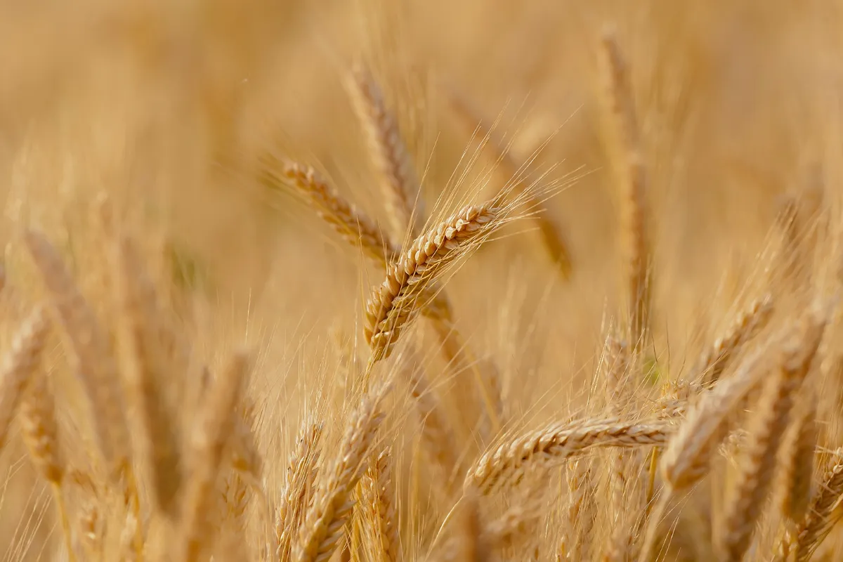 収穫時期の小麦