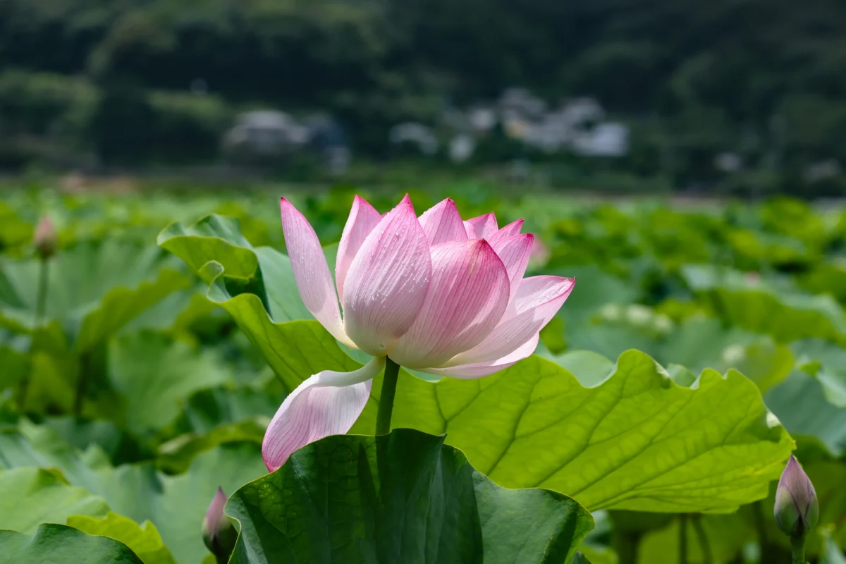 仏教を象徴する蓮の花